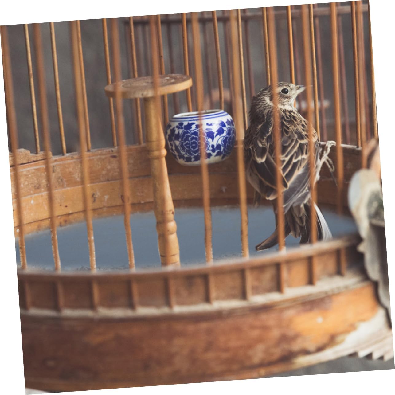 VICASKY 5pcs Bird Cage Sandpaper Aviary Birdcage Accessories Birdcage Liners Parakeets Bird Cage Mat Polish Covers Gravel Outdoor Bird Cage Replacement Indoor Grit for Silicon Carbide