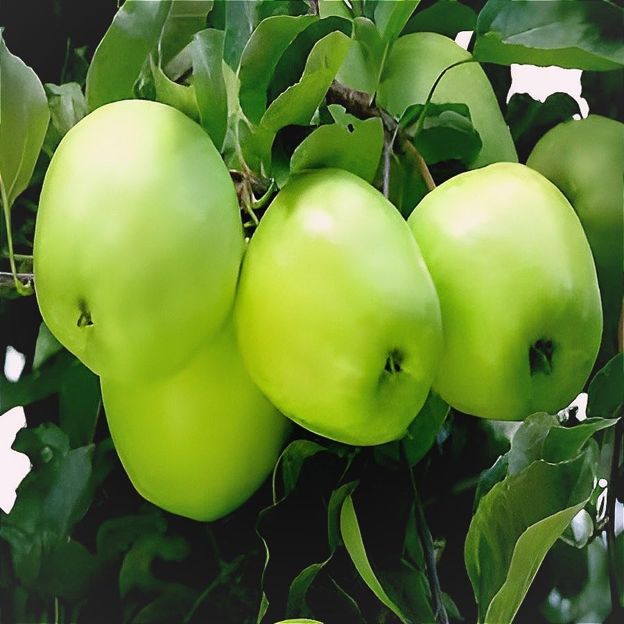Image of Hybrid Grafted Live Healthy & Testy Green Apple Plant For Home Garden (pack of 1) Healthy Live Plant