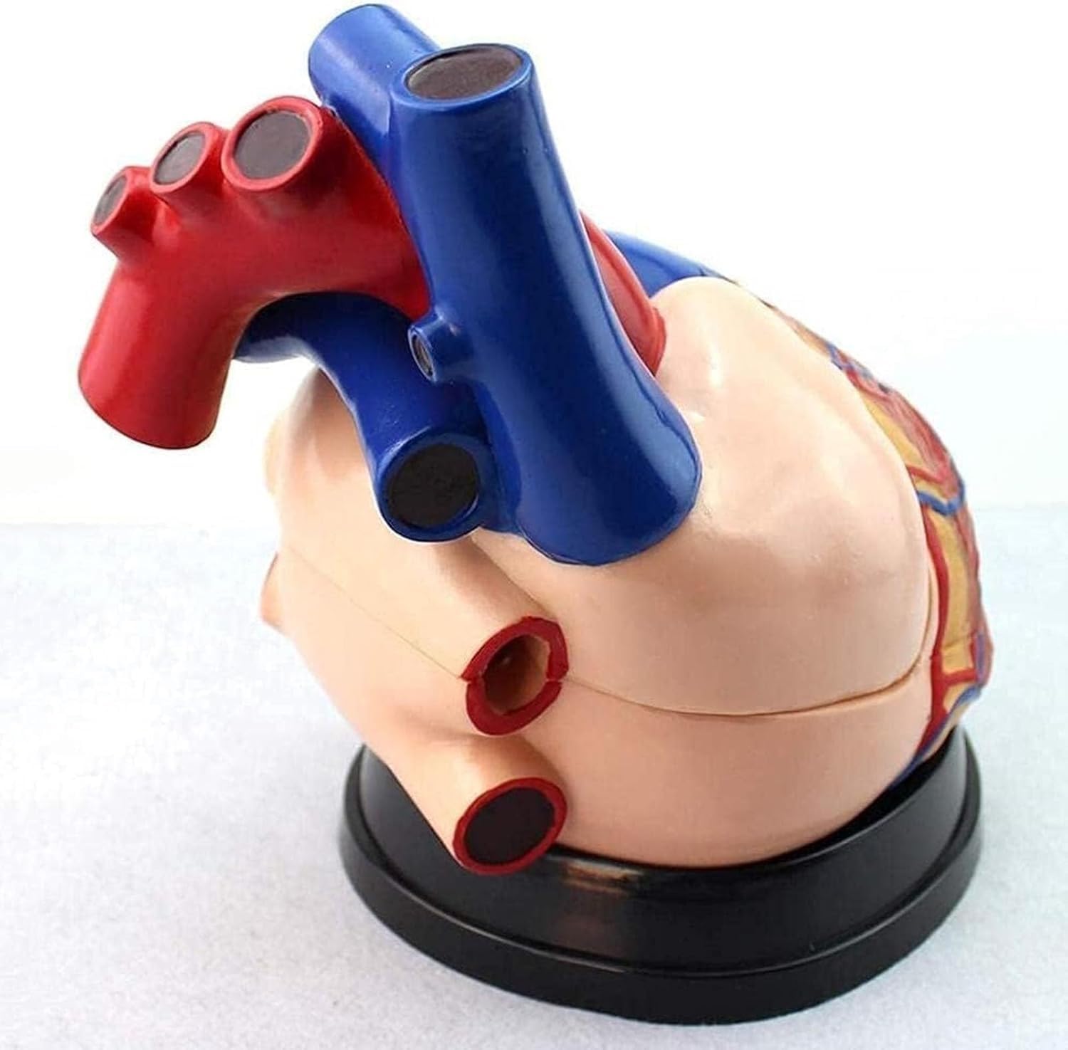 Powiększony 4-krotnie model anatomiczny serca człowieka, wyjmowany model anatomiczny serca człowieka, możliwość podziału na 3 części, dokładne odwzorowanie szczegółów, do demonstracji naukowych