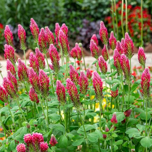 Outsidepride Crimson Clover Seeds - 2 lbs. Annual Nitrocoated & Inoculated Ground Cover Seeds Ideal Clover Seed for Lawn Cover Crop Pasture Hay Green Manure & Wildlife Forage