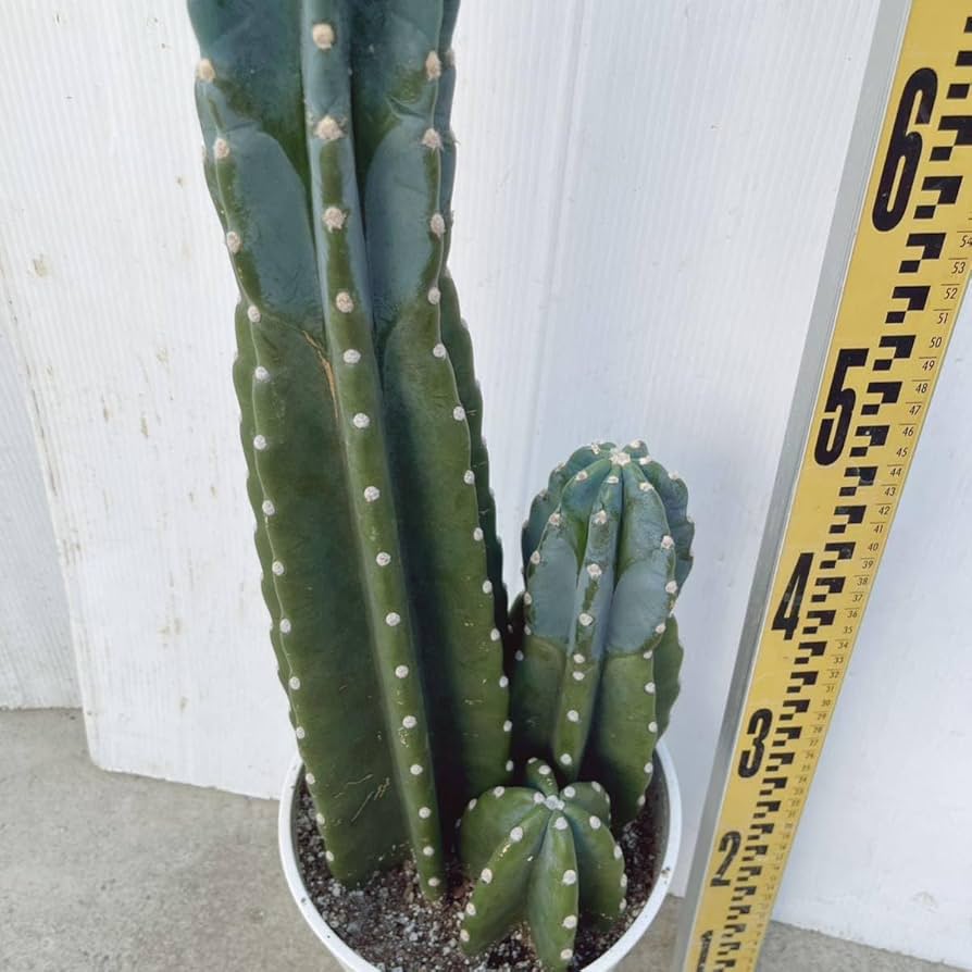 柱サボテン 鬼面角 3本セット 4 柱サボテン 鬼面角 3本セット 4 - メルカリ