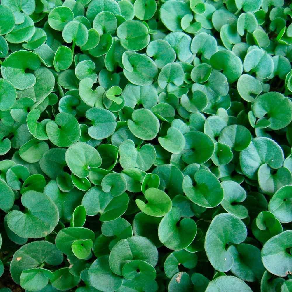 R&R SHOP - Semillas de Césped, Dichondra Repens, Origen USA, Resistentes y Decorativas (900gr - 90mq)