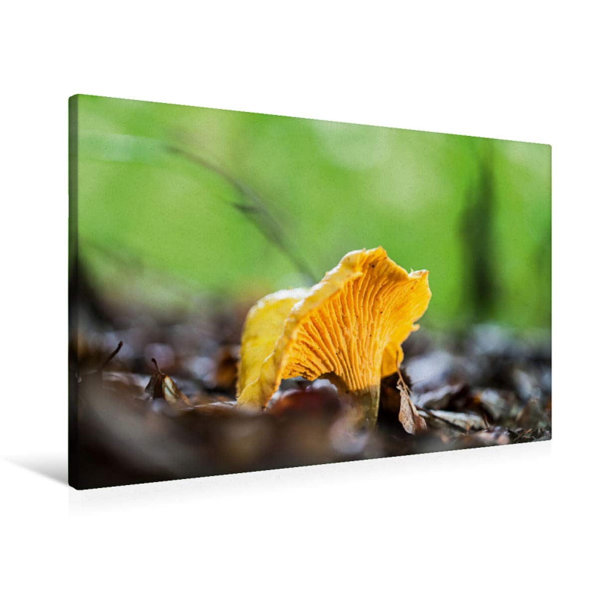 Premium Textil-Leinwand 90 x 60 cm Quer-Format Pfifferling | Wandbild, HD-Bild auf Keilrahmen, Fertigbild auf hochwertigem Vlies, Leinwanddruck von Markus Wuchenauer pixelrohkost.de