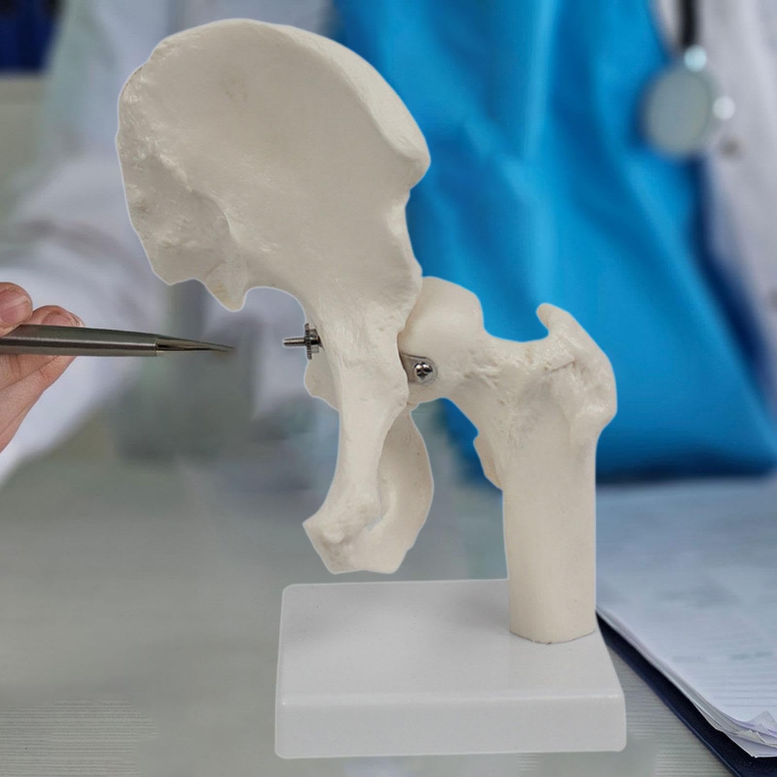 Modello di Articolazione Dell'anca, Accessorio Pratico E Didattico per Aule Scientifiche, Uffici, Professionisti E Studenti.