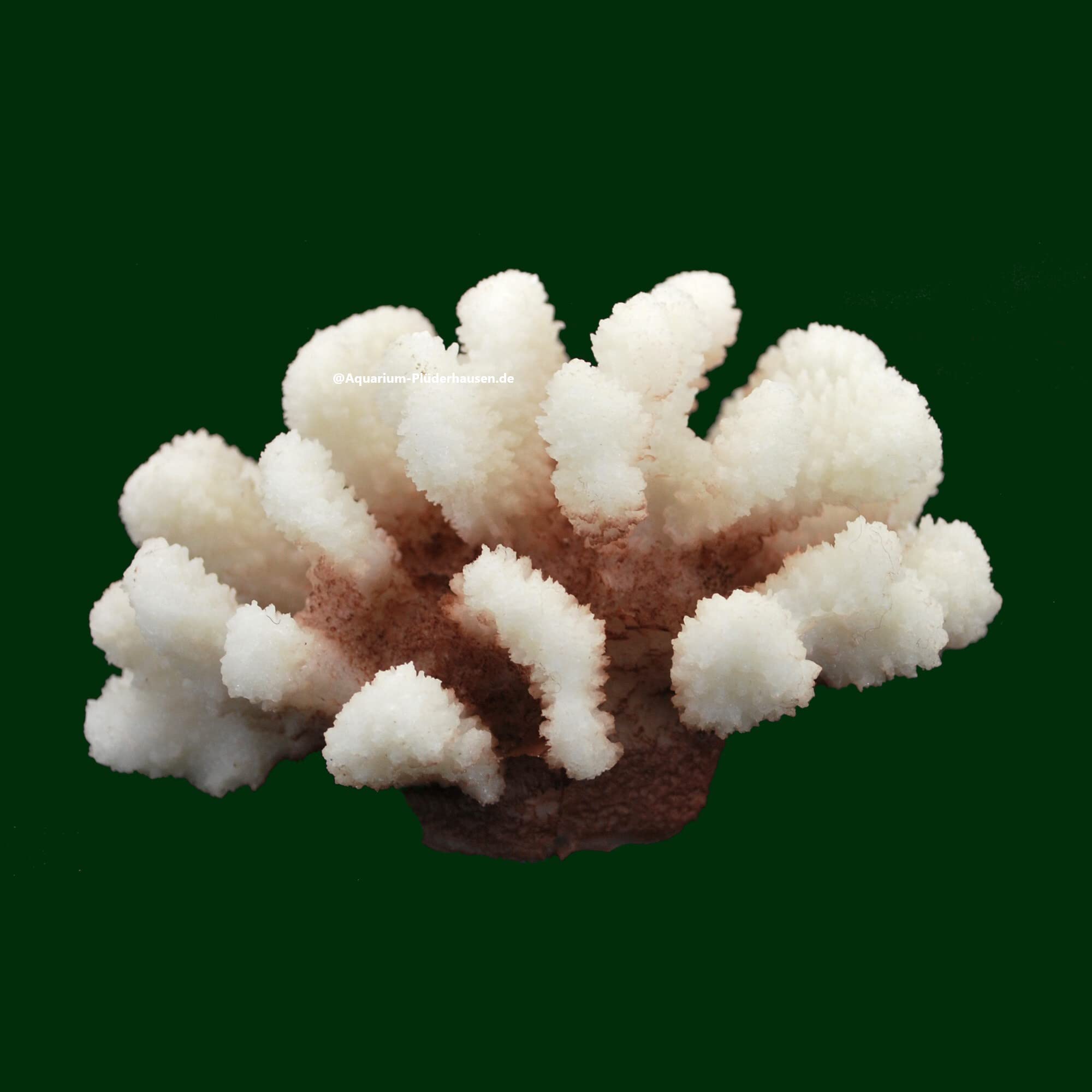 Steinkoralle,12x11x7cm, SPS, Aquarium Meerwasser Korallen, Blumenkohl Natur