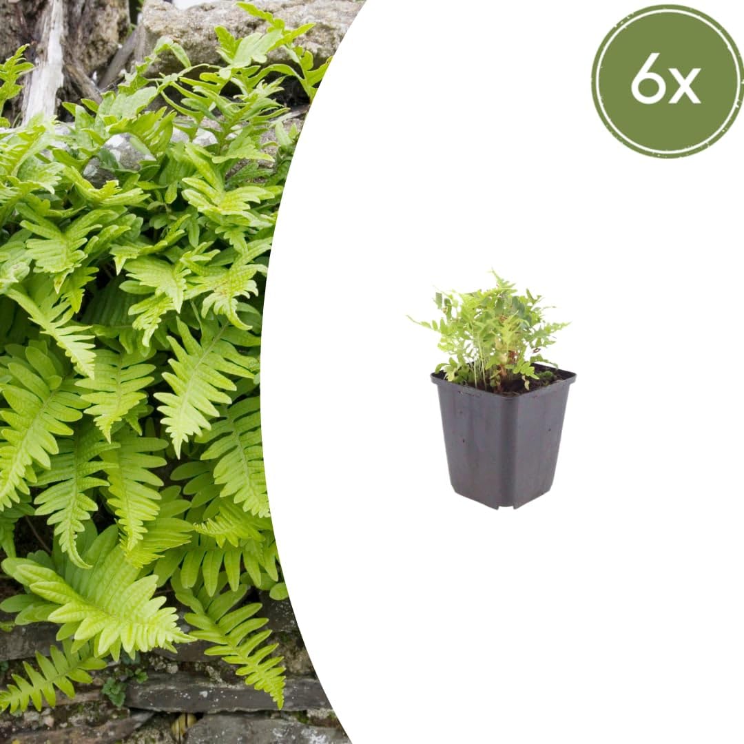 Polypodium vulgare Farn Gartenpflanze 48 Pflanzen Ø9 cm 10-25 cm