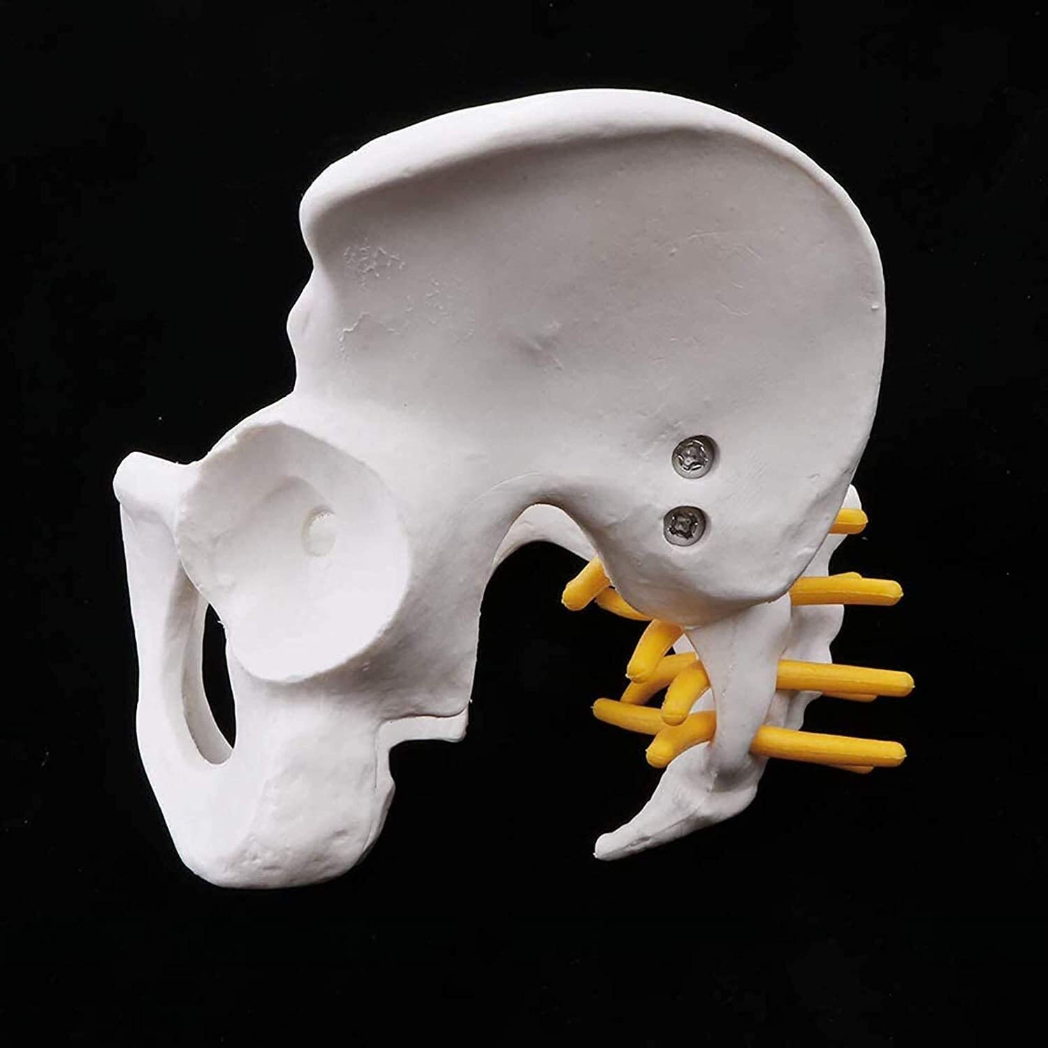 Model narządu Model szkieletu żeńskiej miednicy, anatomiczny medyczny, anatomia do nauki w klasie wyświetlacz nauczania model medyczny model anatomiczny