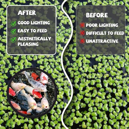 Image of 10pcs Fish Feeding Ring, Oval Square Aquarium Floating Plant Barriers, Mix Sizes EVA Fish Feeder Corral Aquarium Fish Tank Accessories for Betta Goldfish Turtle- Black