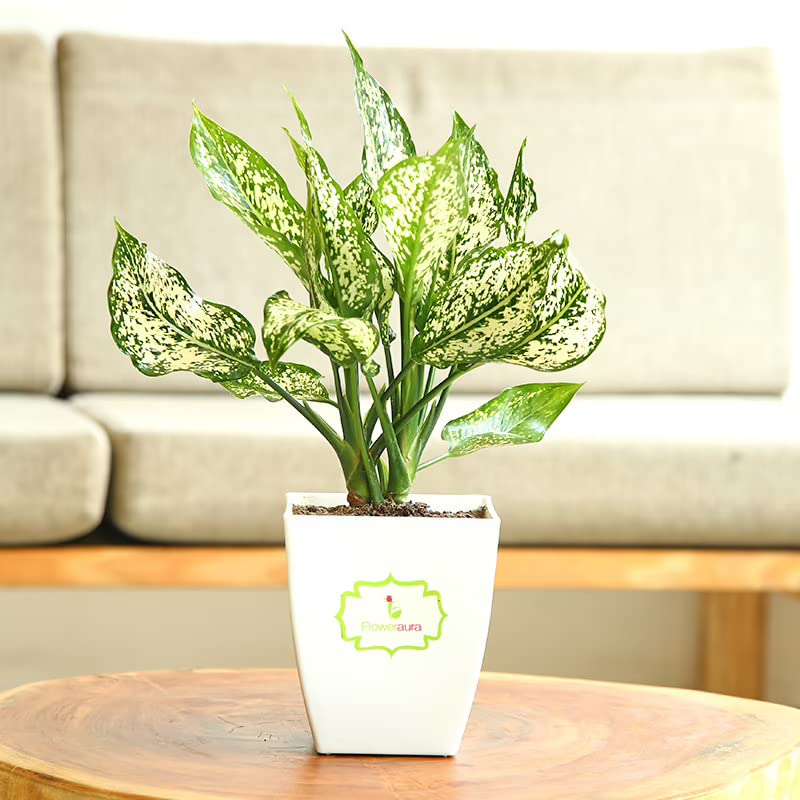 FlowerAura Decorative White Aglaonema Foliage Airpurifying Live Indoor Plant With White Plastic Pot Vase For Living Room, Table Corner, Balcony, Bedroom, Office/Home Decoration (SameDay Delivery) (B0C3HXZ5PB) Amazon Price History, Amazon Price Tracker