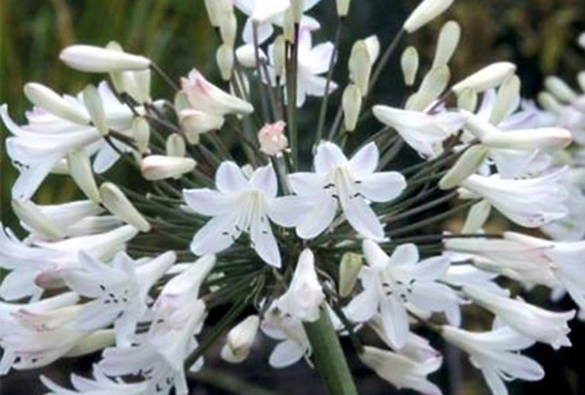 6x Lys africain - Agapanthus afr. 'Albus' | 9x9 cm pot