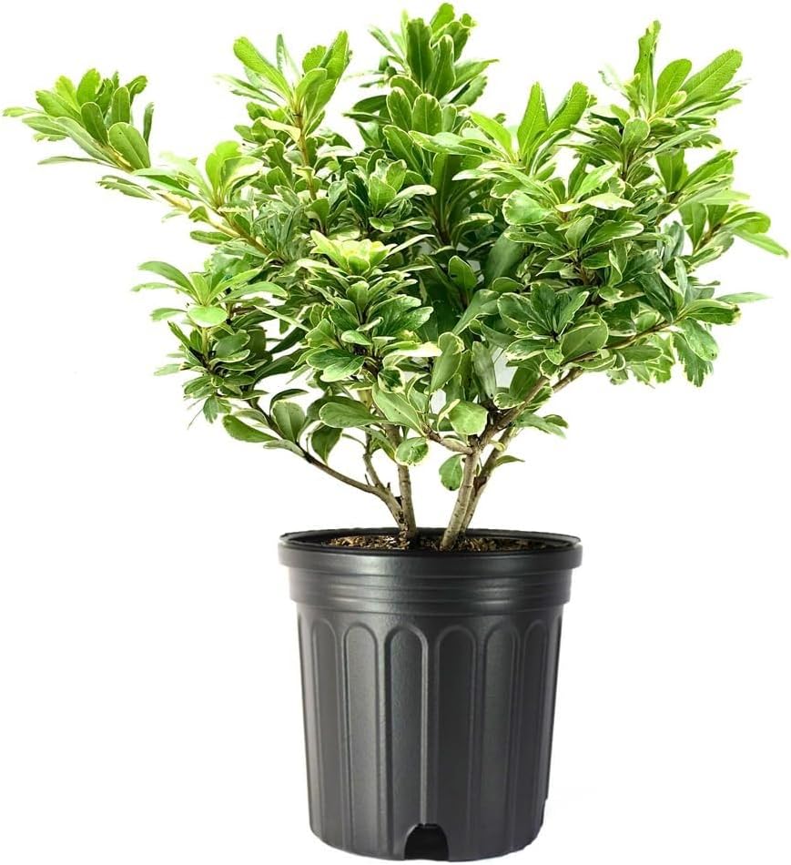 Pittosporum Variegated I 3 Large Trade Gallon Size Plants I Pittosporum Tobria Variegatum I Live Striking Two-Tone Foliage for All-Year Visual Interest, Ideal for Hedges, Borders