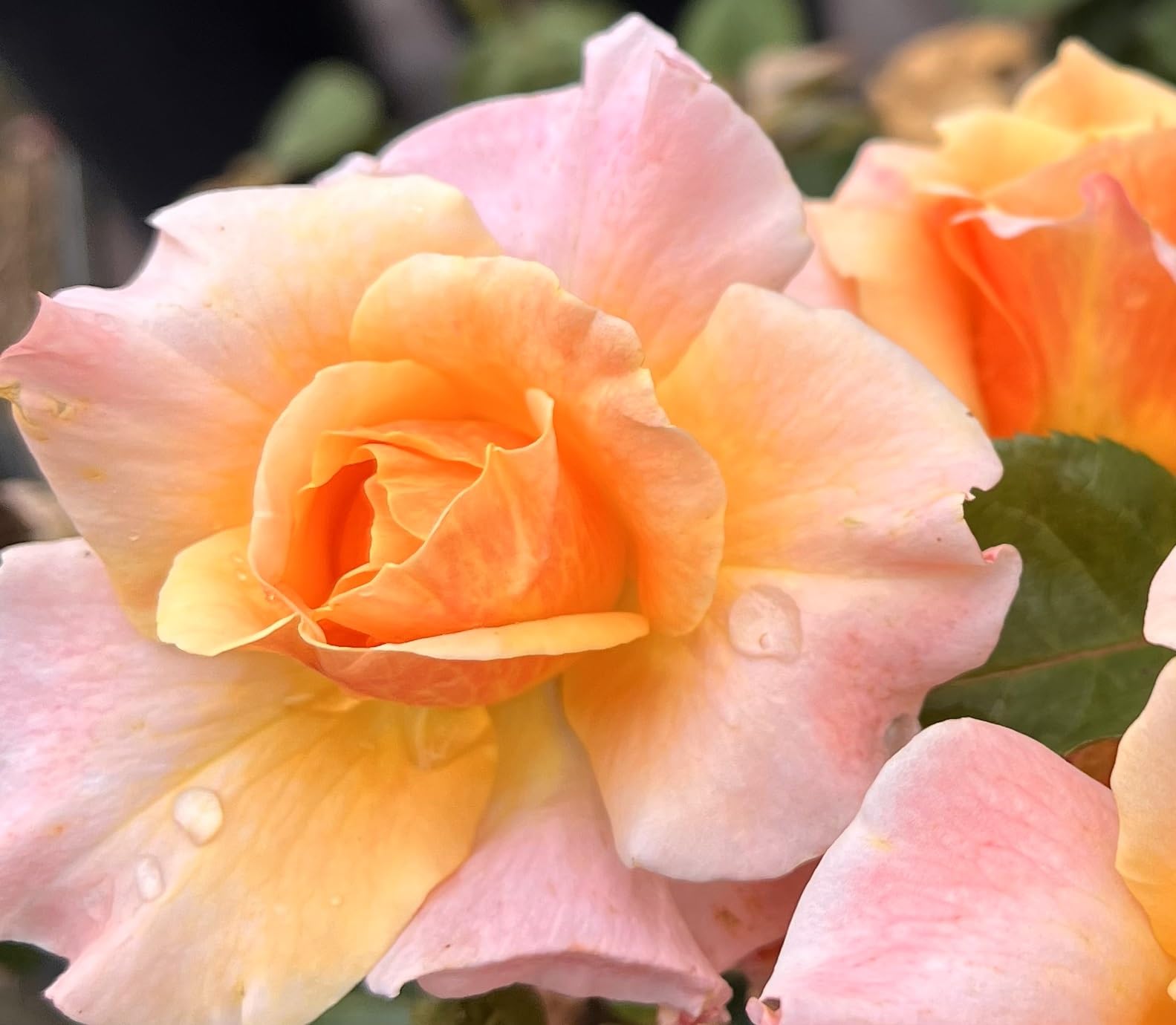 ‘Dame Janet Baker’ – Rose Pink/Orange Floribunda Rose - 4L Potted - Lovely Gift Idea