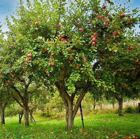 Fresh 40pcs Green Apple Tree Seeds