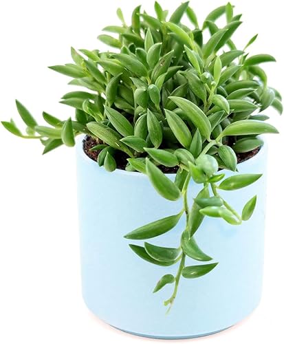 Miniatura 7 de Senecio - Cadena de plátanos suculenta a la venta (2 pulgadas + maceta moderna blanca) - Guía de cuidado