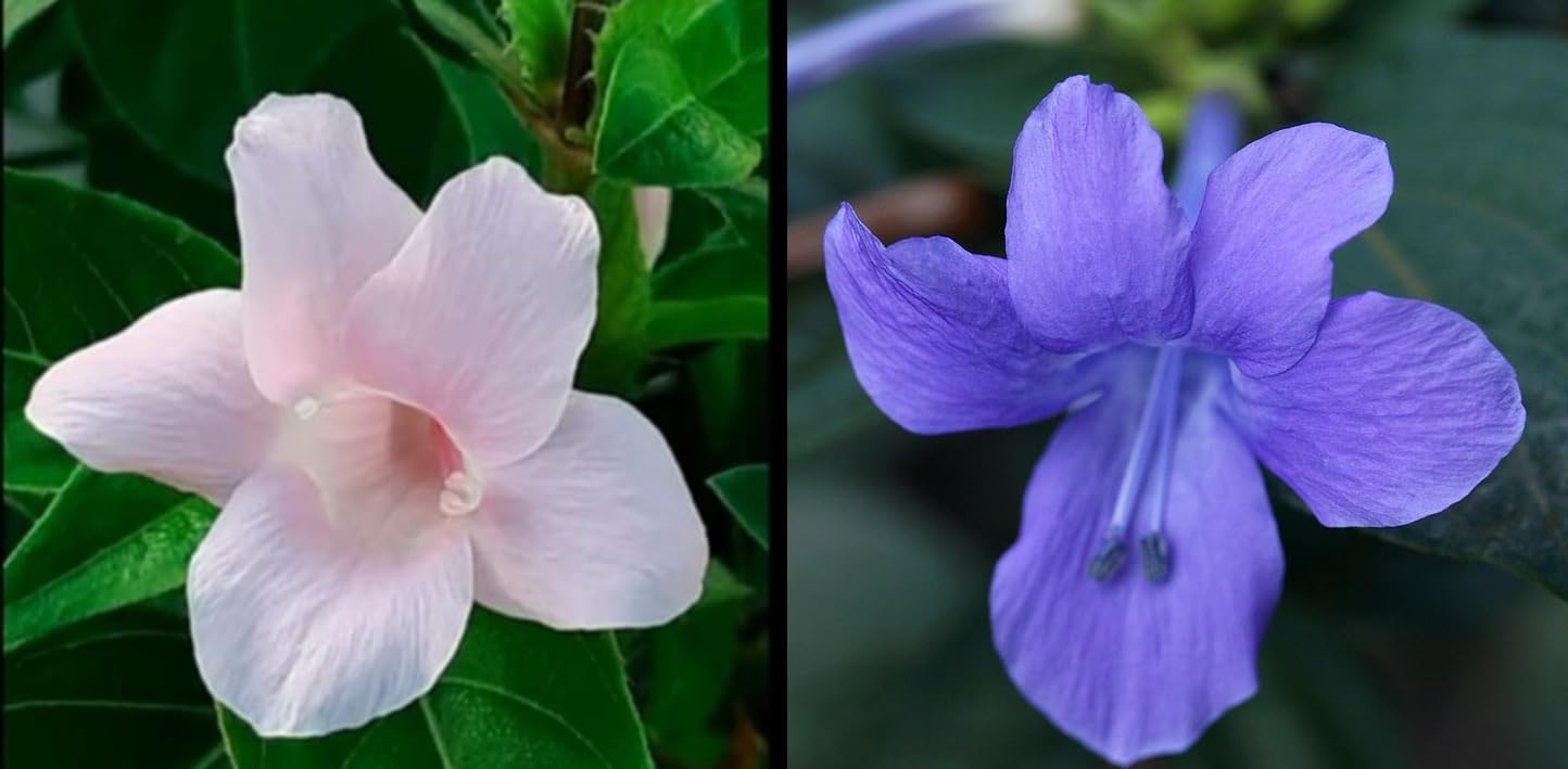 Two Different Colour Dark Barleria & Baby Pink Barleria/December live plant/December flower plant Rose Milk Barleria & Blue Barleria - Each 1 No (B0CZDTFFTR) Amazon Price History, Amazon Price Tracker