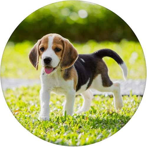 Miniatura 3 de Beagle Harrier - PopSockets intercambiables para cachorros, amantes de los perros