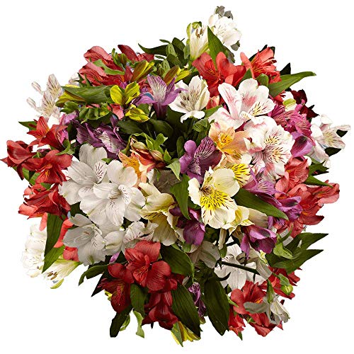 Globalrose Alstroemeria Flowers- 240 Assorted Color Blooms- 60 Peruvian Lilies #TOP11