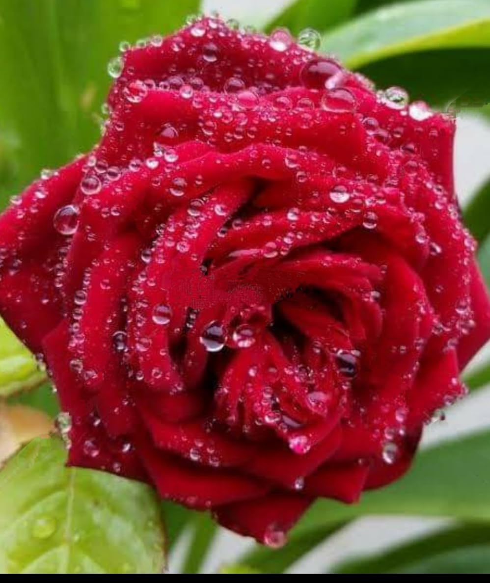 NATURE WORLD PREMIUM IMPORTED HYBRID BIG FLOWER RED ROSE HEALTHY LIVE PLANT FOR GREAT HOME GARDENING (B0CB4VGGK5) Amazon Price History, Amazon Price Tracker