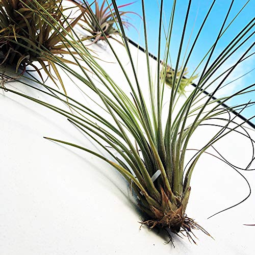 Wall Planter Set Of 3 Wall Air Plant Holder Wall Terrarium| Orchid Mount Airplant Holder Air Plant Containers| Hanging Orchid Planter| Wall Mounted Plant Hook| Wall Plant Mount For Tree Air Knots W3 #TOP7