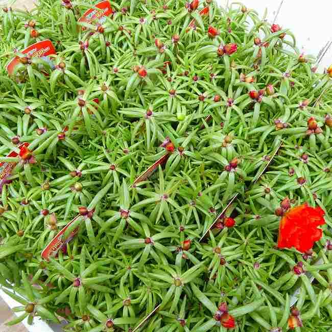Amazon.co.jp: マツバボタン 苗 松葉牡丹 複色寄せ植え 終日咲き 花壇