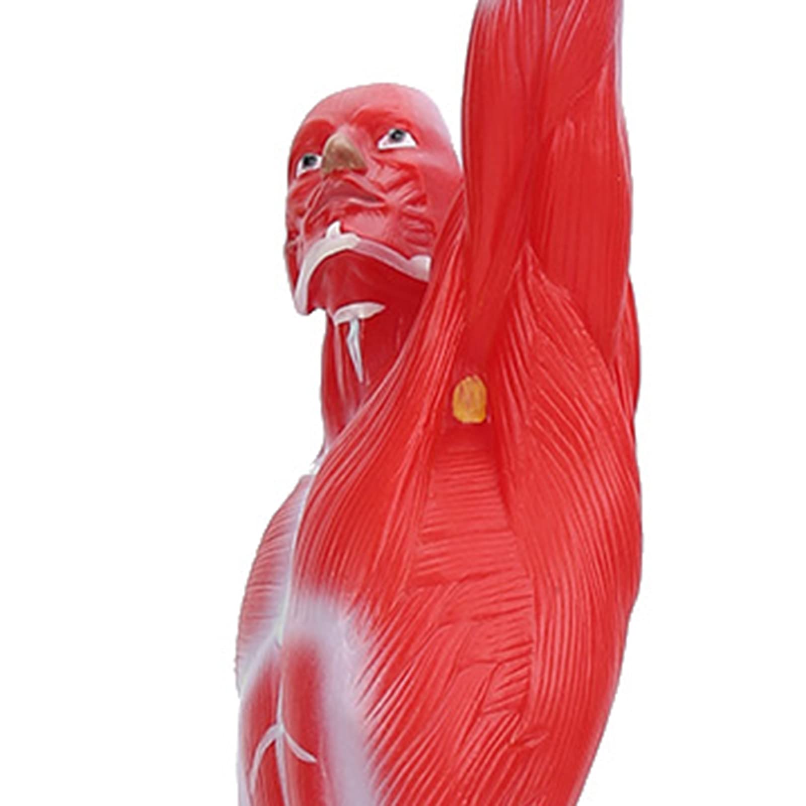Modello di anatomia muscolare umana, figura del sisteme muscolare, 50 cm, con consistenza muscolare di base e limpida, per l'insegnamento di fisiologia medica