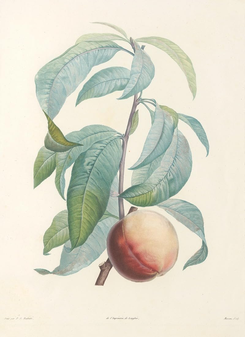 J. Rousseau Pl 46 (1805) Impresión de póster de Pierre Joseph Redouté (24 x 36)