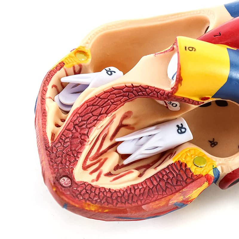 Amazon.co.jp: 心臓モデル 心臓模型 1:1実物大 心臓解剖モデル 磁気