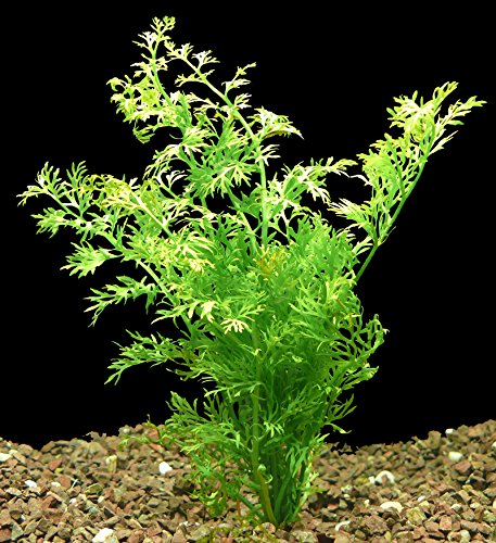 Zoomeister - 1 Bund Sumatrafarn (Ceratopteris Siliquosa)