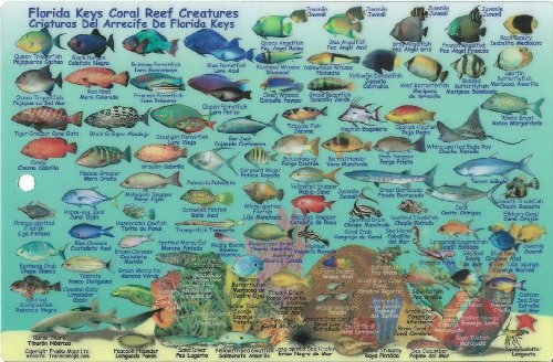 Florida Keys Dive Map & Reef Creatures Guide Franko Maps Laminated Fish Card #TOP1