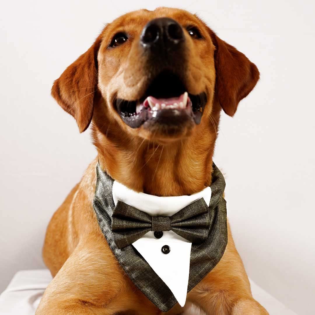 See full amazon price history chart for Myartbucket Wedding and Festive Dog Tuxedo Black Bandana with Bow | Pet Tuxedo Bandana Brown (L) Myartbucket Wedding and Festive Dog Tuxedo Black Bandana with Bow | Pet Tuxedo Bandana Brown (L) (B0BY4N1SZZ) Amazon Price History, Amazon Price Tracker