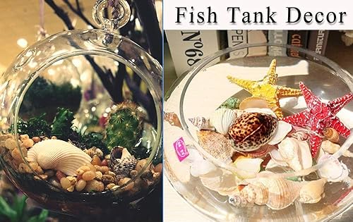 Miniatura 5 de 12 conchas marinas grandes mixtas de conchas marinas de playa y estrellas de mar naturales del océano, conchas marinas coloridas naturales de hasta