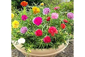 GreenCreator Plant Seed Mix - 1000 Seeds Portulaca Grandiflora Flowers for Bonsai Garden Balcony Planting