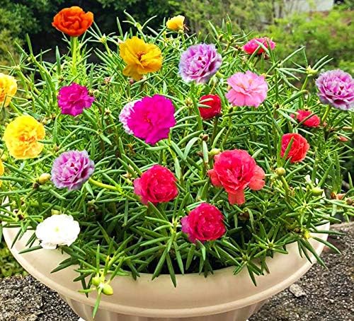 GreenCreator Mixed Moss Rose Plant Seed Mix - 1000 Seeds ‘Portulaca Grandiflora’ Flowers for Bonsai Garden Balcony Planting