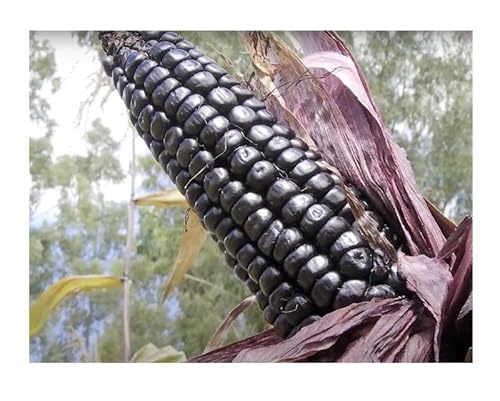Stk - 25x Peruanischen Morado Mais Lila Mais Korn Pflanzen - Samen A423 - Seeds & Plants Shop by Ipsa Stk - 25x Peruanischen Morado Mais Lila Mais Korn Pflanzen - Samen A423 - Seeds & Plants Shop by Ipsa