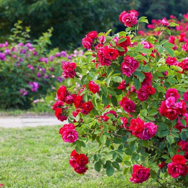 Engrais rosiers et arbustes à fleurs - Agro Sens - Seau 4 kg
