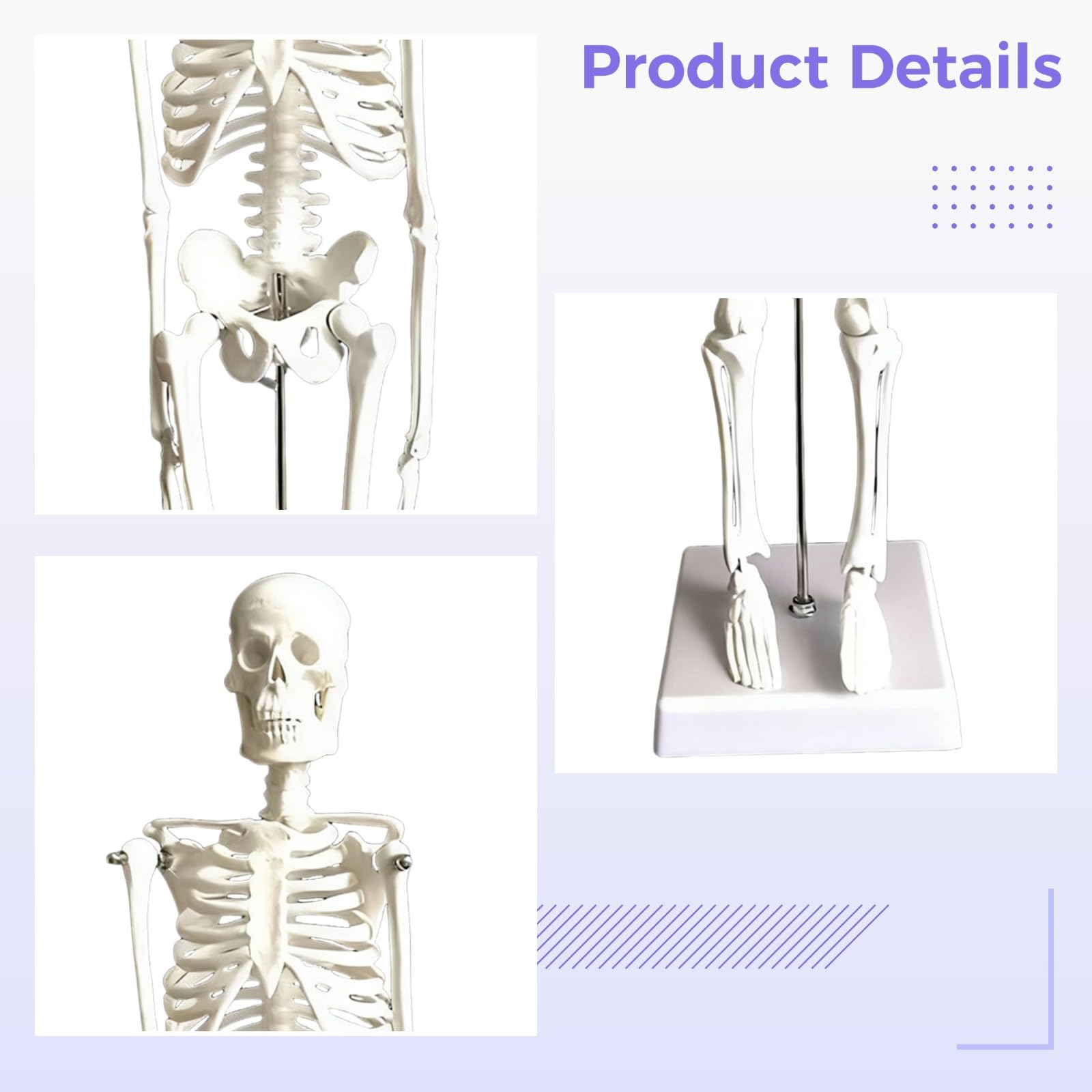Menschliches Skelettmodell, 45 cm, bewegliche Arme und Beine, anatomisches Skelett mit Standfuß, Ganzkörper Modell für Schüler und Lehrer, aus PVC