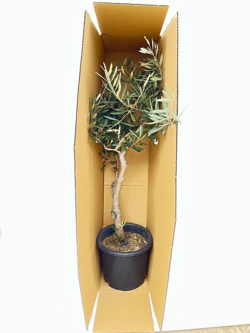 オリーブの木　コレッジョラ　10号　約180cm　K-184　一点物 オリーブの木 コレッジョラ 10号 約180cm K-184 一点物
