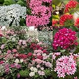 Mixrug 100+ Perennial Pentas Seeds for Planting Outdoor-Pentas Lanceolata Flowers Seeds Non-GMO -Egyptian Star Cluster Seed Lucky Star for Outdoor Garden