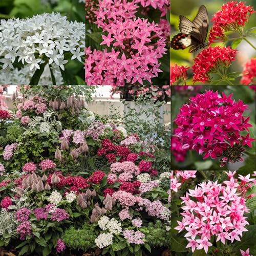 Mixrug 100+ Perennial Pentas Seeds for Planting Outdoor-Pentas Lanceolata Flowers Seeds Non-GMO -Egyptian Star Cluster Seed Lucky Star for Outdoor Garden
