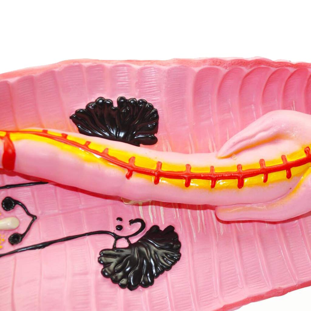 Modele medyczne anatomiczny,biologiczny Modele medyczne nauczania Modele medyczne nauczania materiały anatomii Modele medyczne do nauczania nauk edukacyjnych