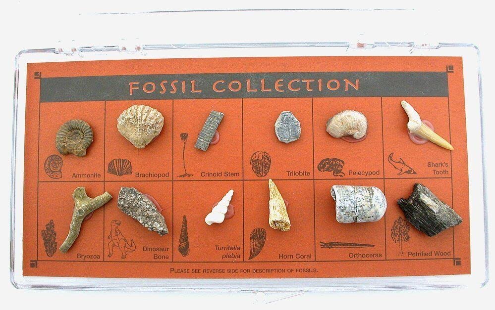 ボード FOSSIL - FOSSIL BOARD NATURAL 160 Amazon.com: Natural Fossil Collection of The World in The