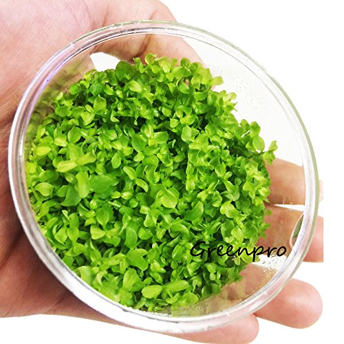 image for Micranthemum Monte Carlo New Large Pearl Grass Live Aquatic Plant in T