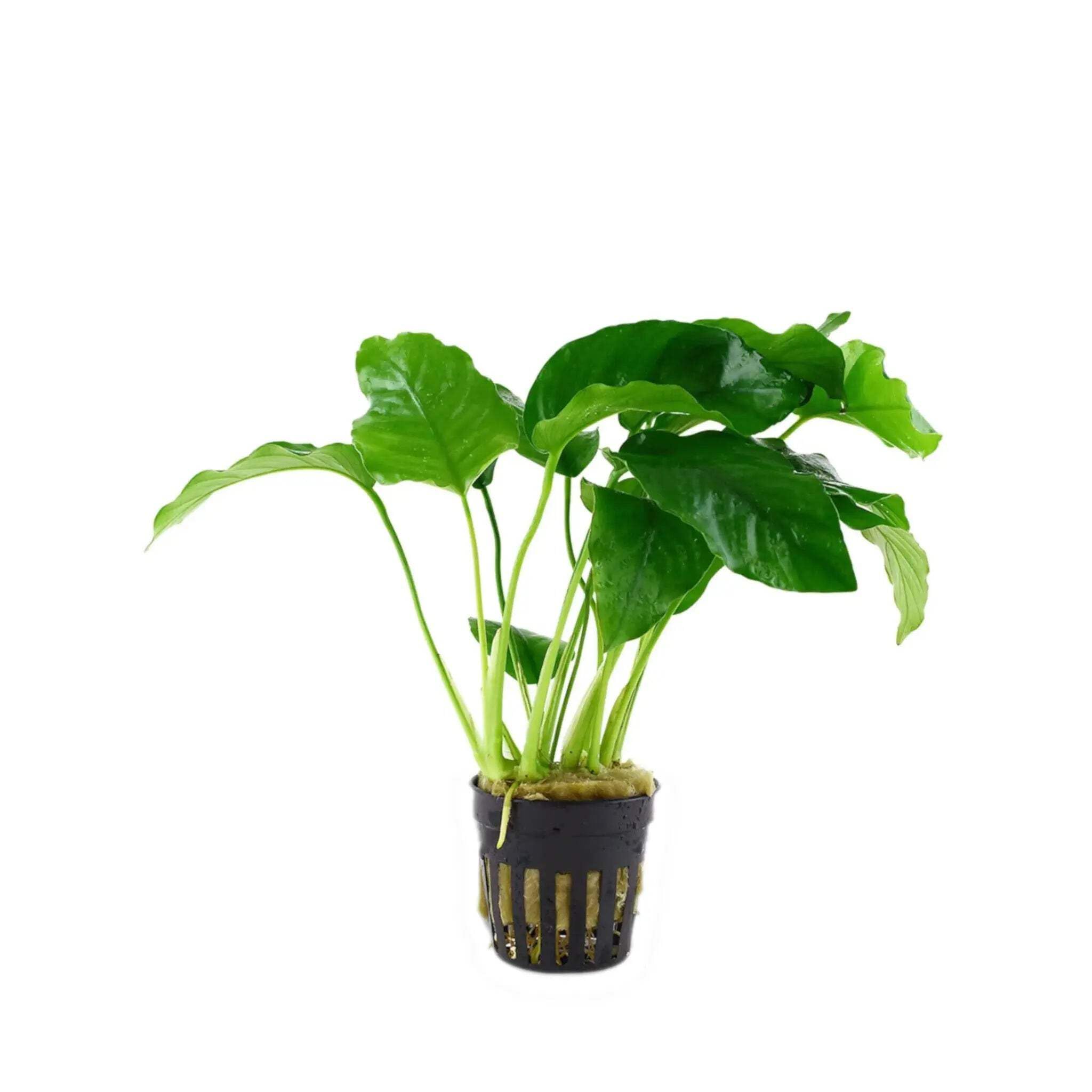 Anubias barteri var. barteri