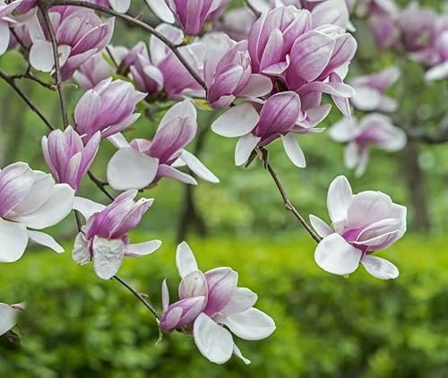 Saucer Magnolia Shrub/Tree - 6-12" Tall Live Plant - 2.5" Pot - Soulangeana Magnolia Bush Seedling