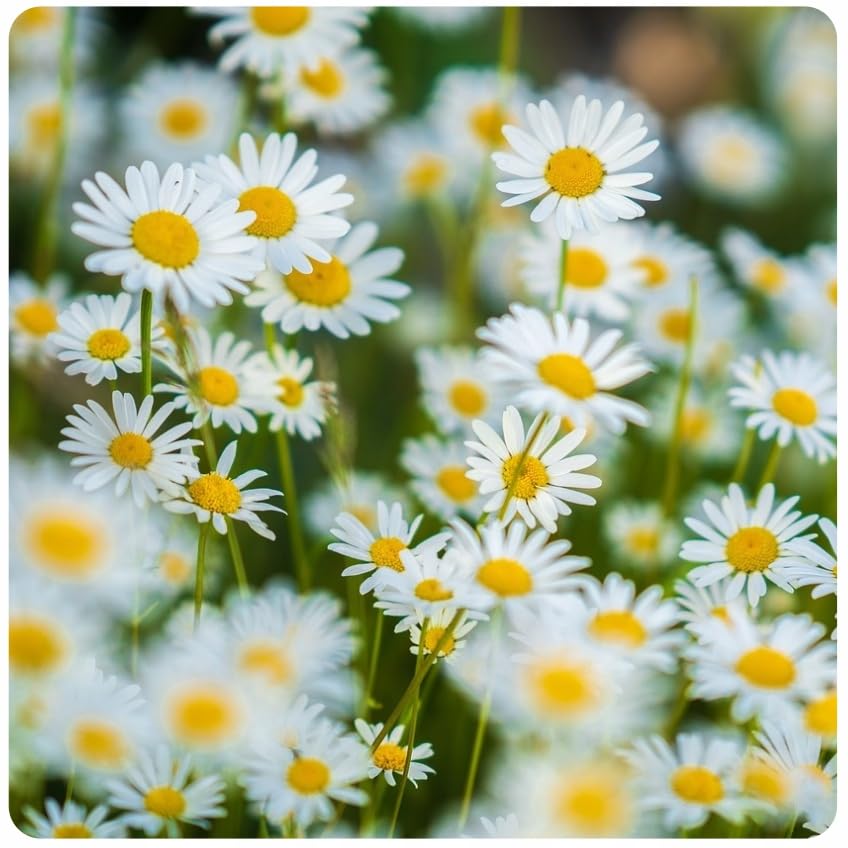 Wiesen-Margeritensamen 10g - Weiße Wiesenmargerite als Blumenwiese - Bienenfreundliche Blume - Blumensaatgut für Wiese - Made in EU