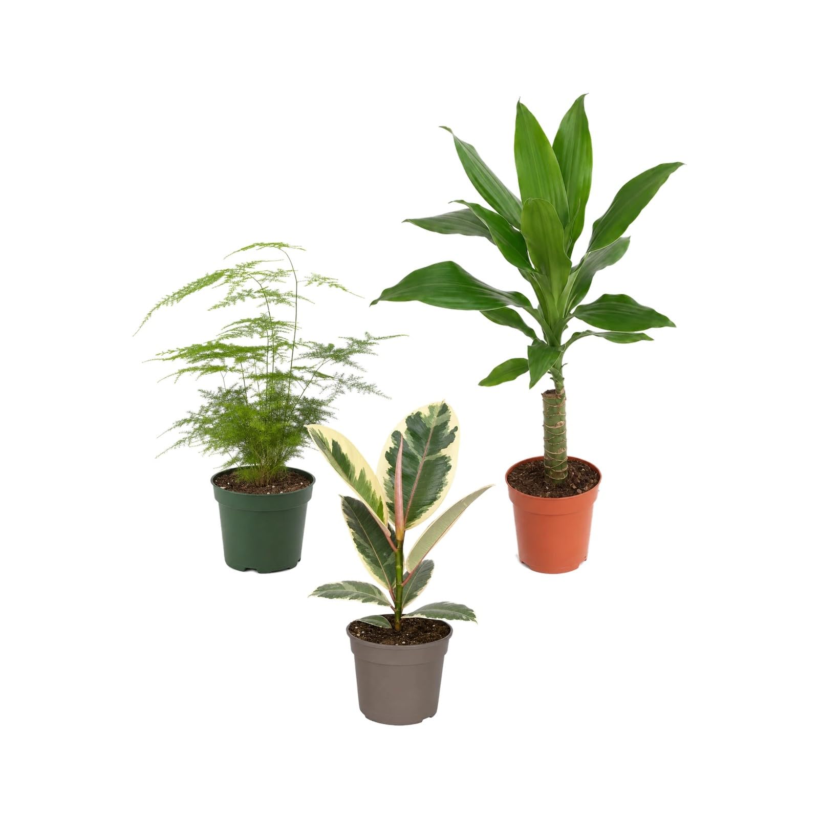Pack 3 Plantas de Interior DECOALIVE: Zona Verde en Casa