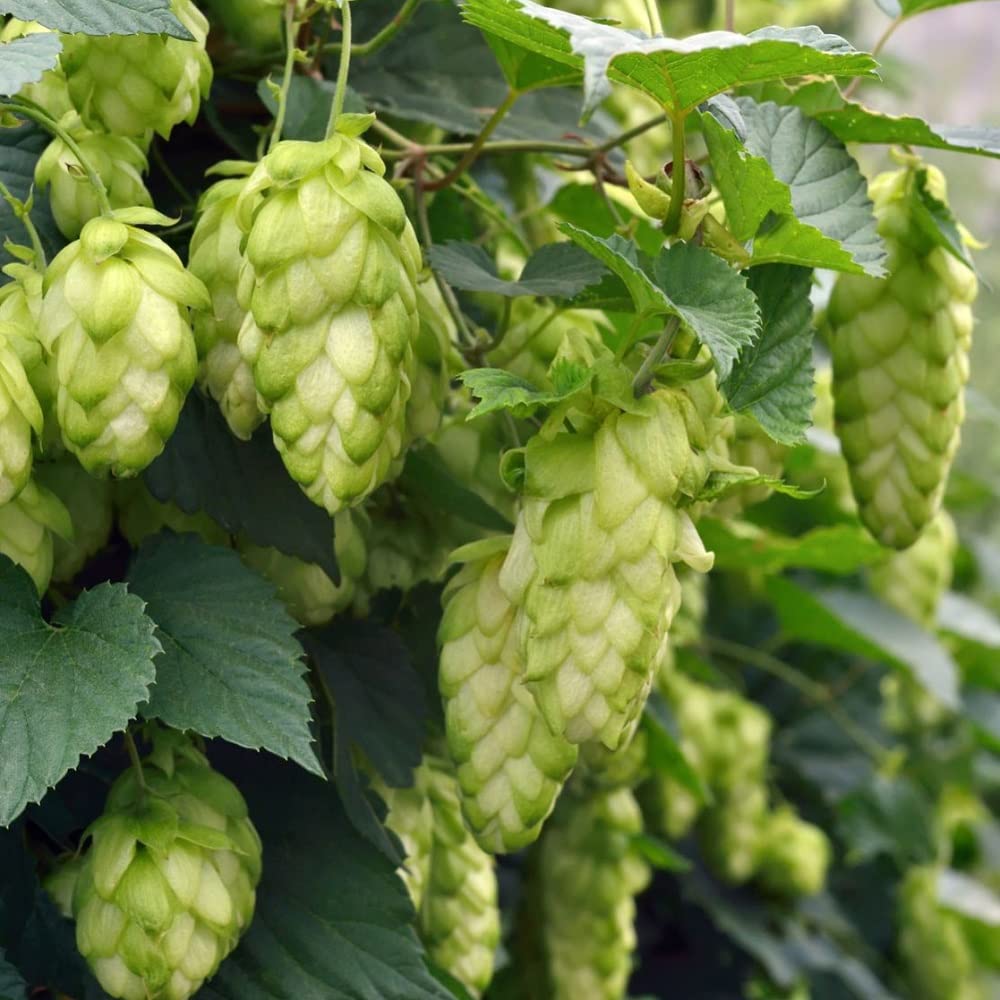 Hops Plants. 'Jupiter'. Used for Making Beer! Hardy Climbing Plant. 9cm Plant x 2. Available from Bedwen Plants.