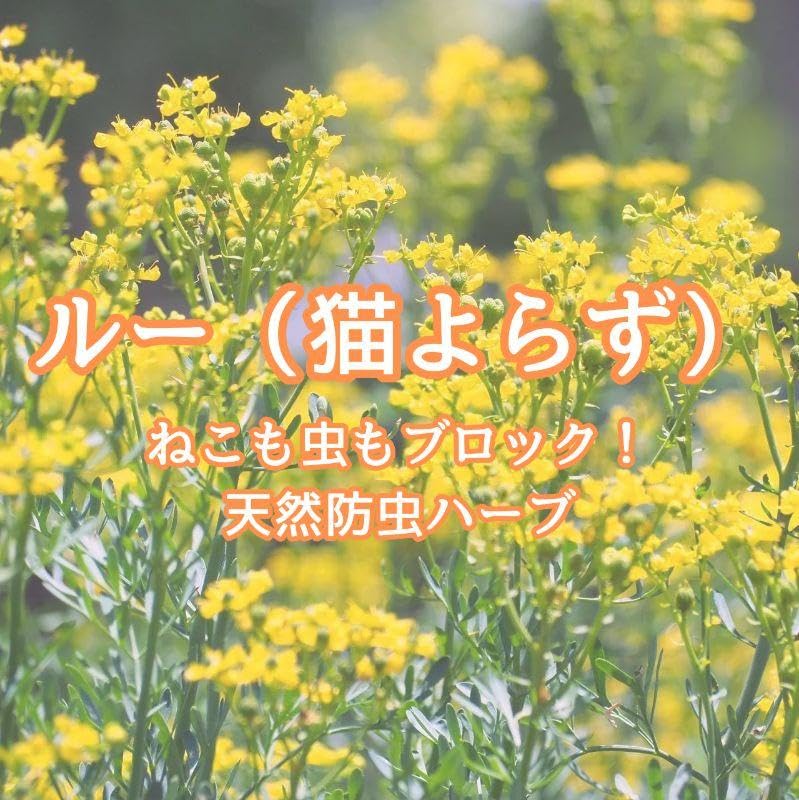 ハーブの種 ルー☆ヘンルーダ 種子約30粒 ほし 宿根草 防虫猫よけ
