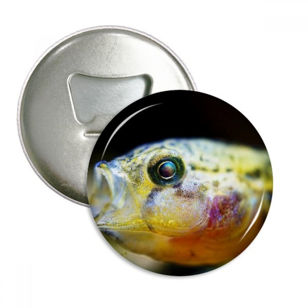 Petit Poisson Tropical Décapsuleur Aimant x3 pour Décoration Cuisine
