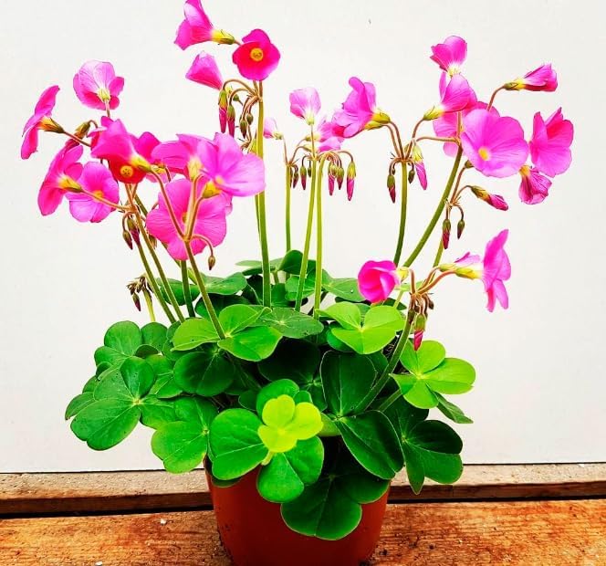 Oxalis bowiei amarantha - Oxalis Plant - in 13 cm Pot
